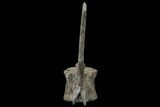 Hadrosaur Caudal Vertebra - Two Medicine Formation, Montana #129794-2